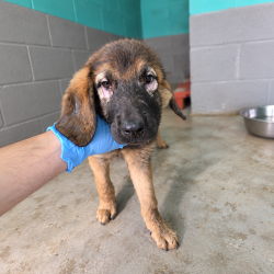 Dante-en-adopcion-en-albergue-Mieres