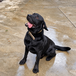 Fredo-en-adopcion-en-albergue-Mieres