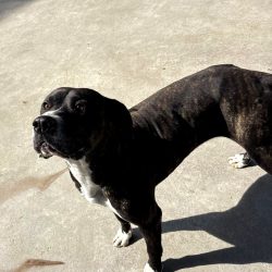 Kenya-en-adopcion-albergue-mieres-mas-cuidados