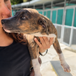 Mafalda-en-adopcion-en-albergue-Mieres