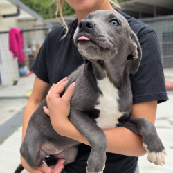 Marea-en-adopcion-en-albergue-Mieres