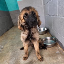 Nala-en-adopcion-en-albergue-Mieres