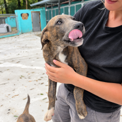 Obus-en-adopcion-en-albergue-Mieres