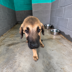 Pablet-en-adopcion-en-albergue-Mieres