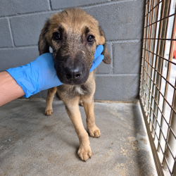 Roco-en-adopcion-en-albergue-Mieres