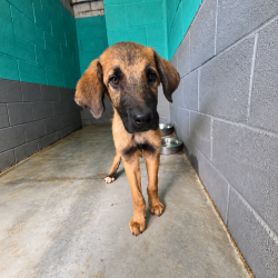 Thor-en-adopcion-en-albergue-Mieres