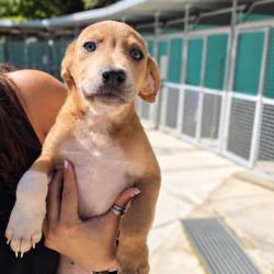 Triana-en-adopcion-en-albergue-Mieres